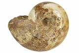 Jurassic Ammonite Fossil - Sakaraha, Madagascar #251289-1